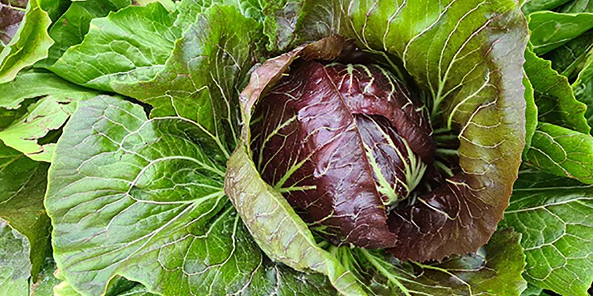 Radicchio tondo di Chioggia fra cambiamenti climatici e calo delle rese